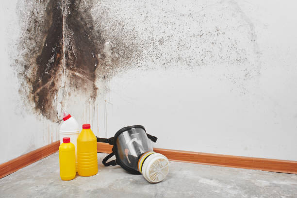 Best Mold Damage Repair  in Huber Heights, OH