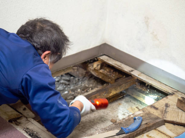 Attic Mold Removal in Huber Heights, OH