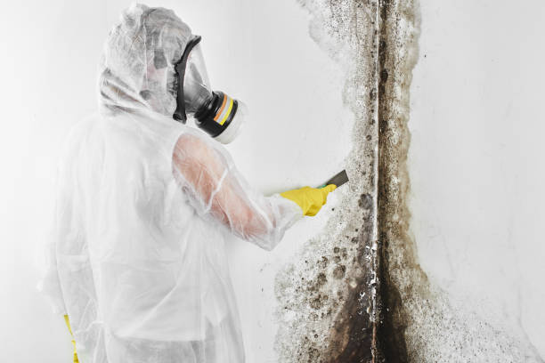 Best Toxic Mold Removal  in Huber Heights, OH