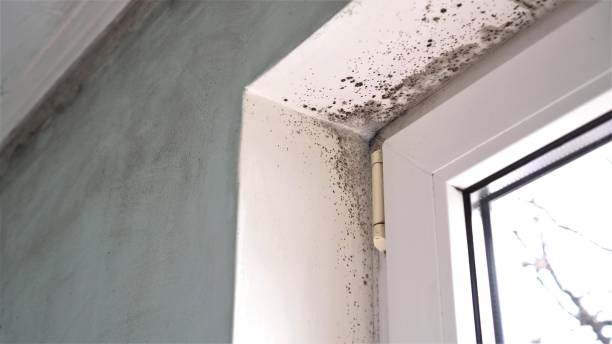 Mold Testing and Removal in Huber Heights, OH