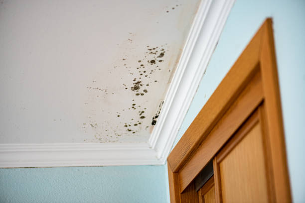 Best Mold Removal Company Near Me  in Huber Heights, OH