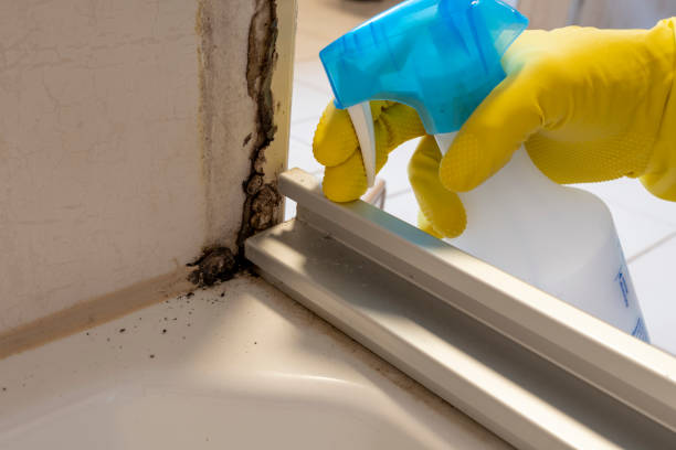 Best Attic Mold Removal  in Huber Heights, OH