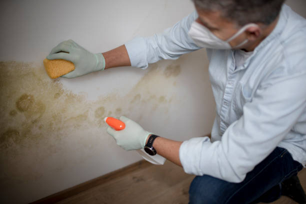 Best Emergency Mold Removal  in Huber Heights, OH