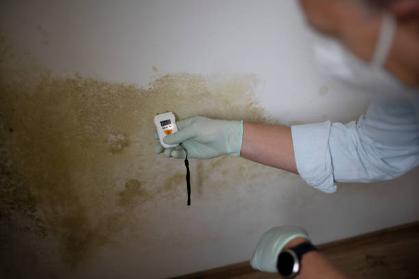 Best Black Mold Removal  in Huber Heights, OH