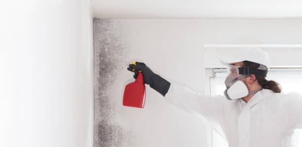 Best Mold Removal Company Near Me  in Huber Heights, OH