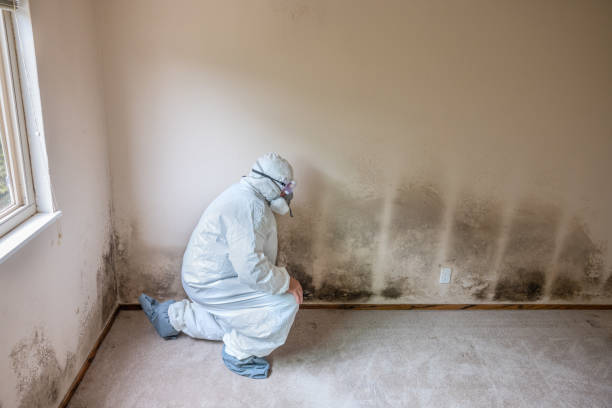 Best Mold Removal Company Near Me  in Huber Heights, OH