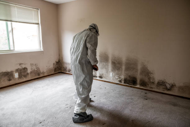 Best Home Mold Removal  in Huber Heights, OH