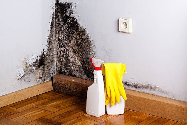 Best Black Mold Removal  in Huber Heights, OH