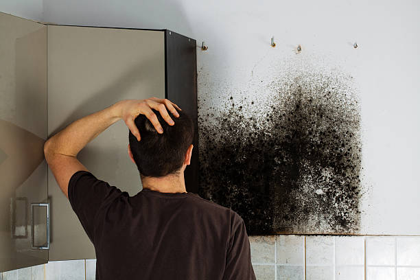 Best Mold Damage Repair  in Huber Heights, OH