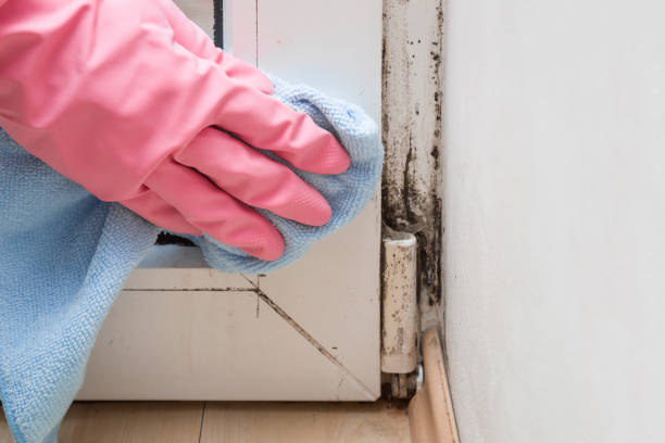 Best Affordable Mold Removal  in Huber Heights, OH