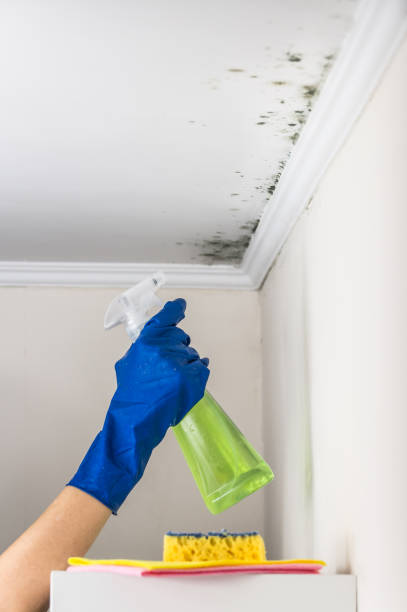 Best Professional Mold Removal  in Huber Heights, OH